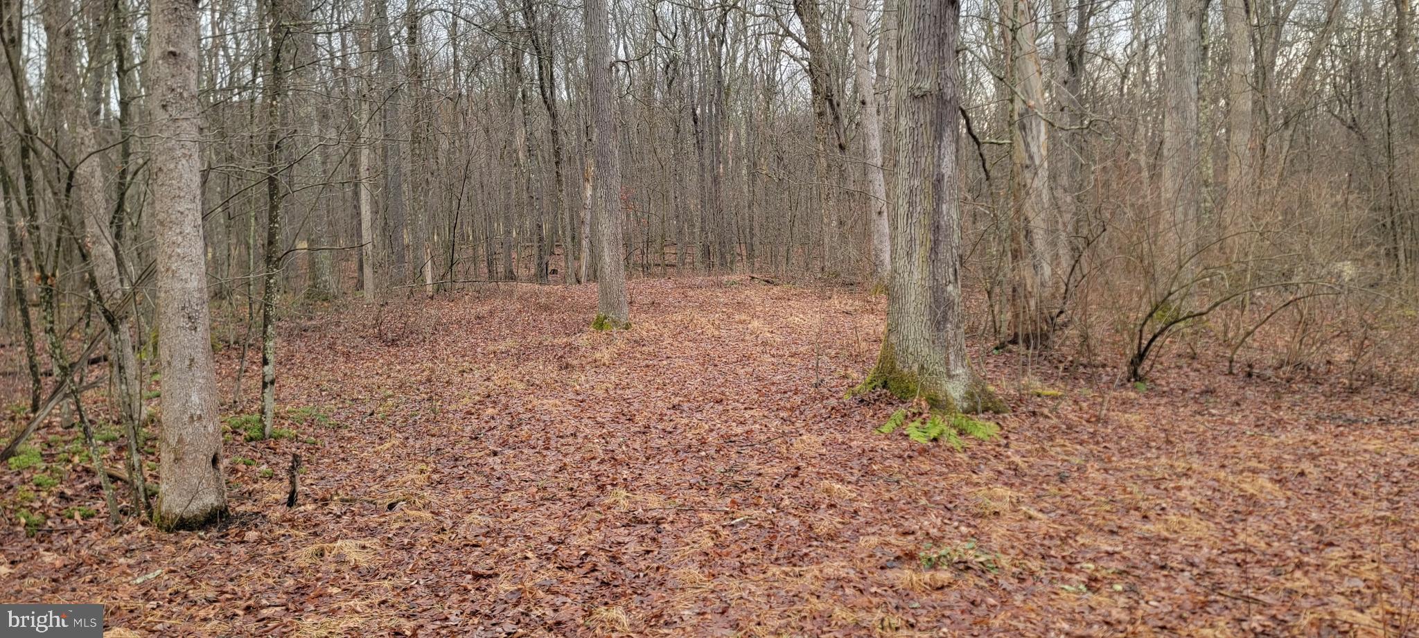 Camp Galilee Road Terra Alta, WV 26764 - Photo 8 of 40