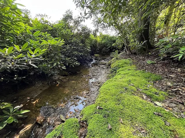 a view of a house with a small yard and large trees