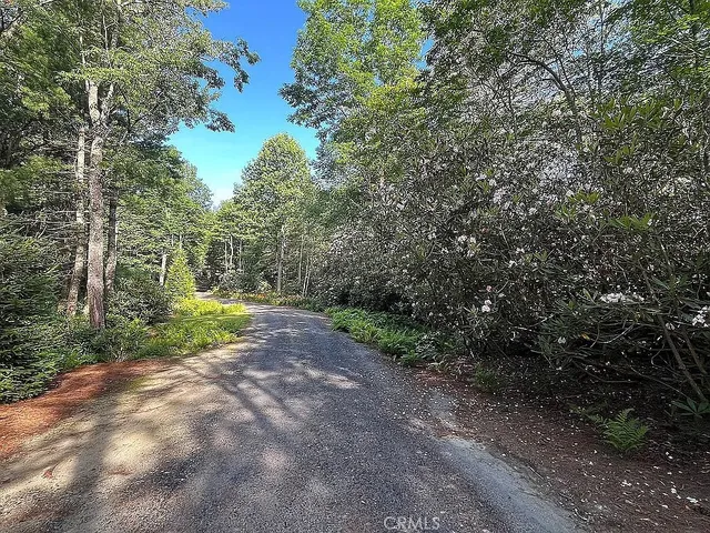 a view of a road with plants and trees