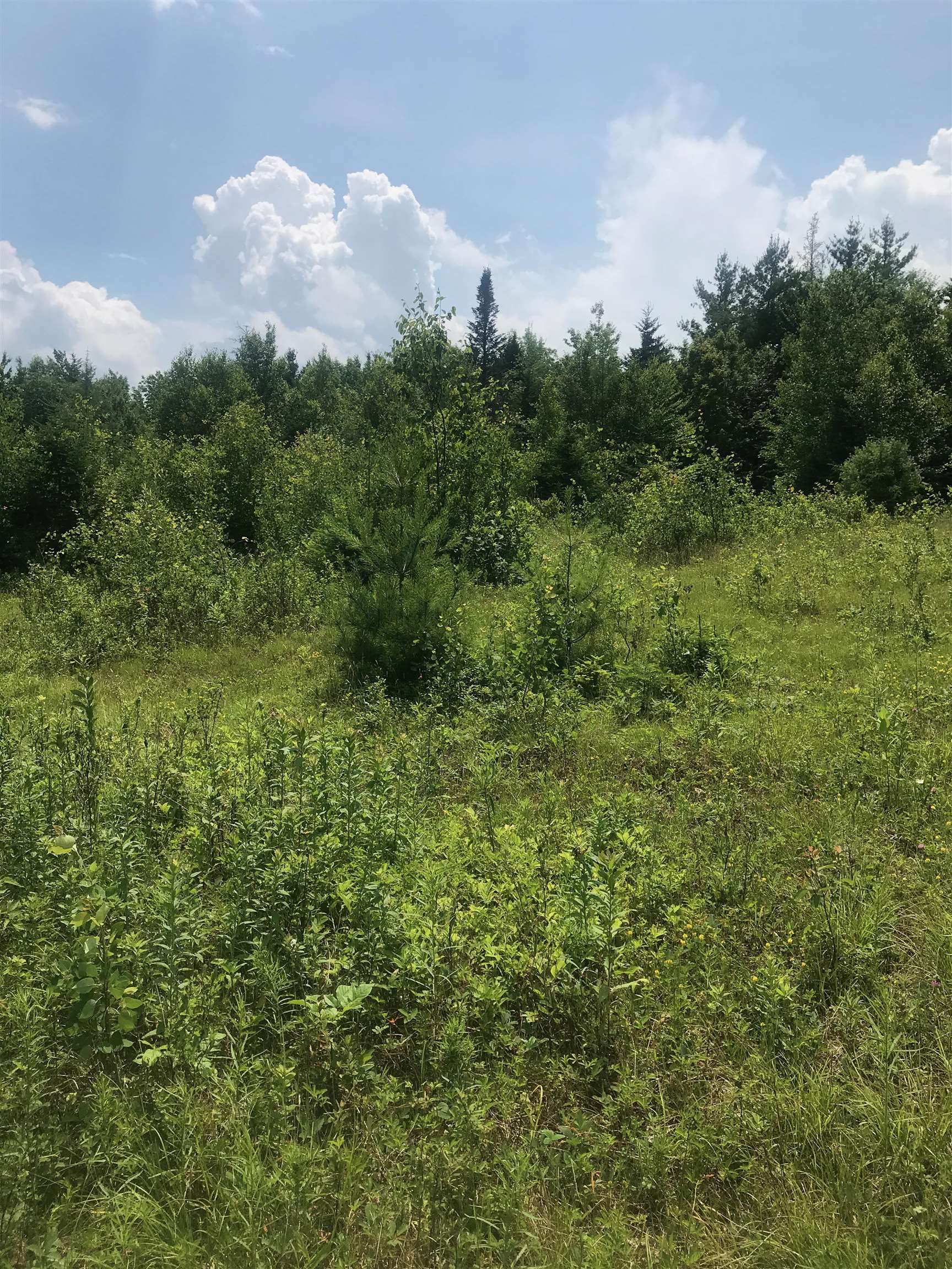 Lot 8 Steinberg Road Brandon, VT 05733 - Photo 1 of 1 Gallery Image 1
