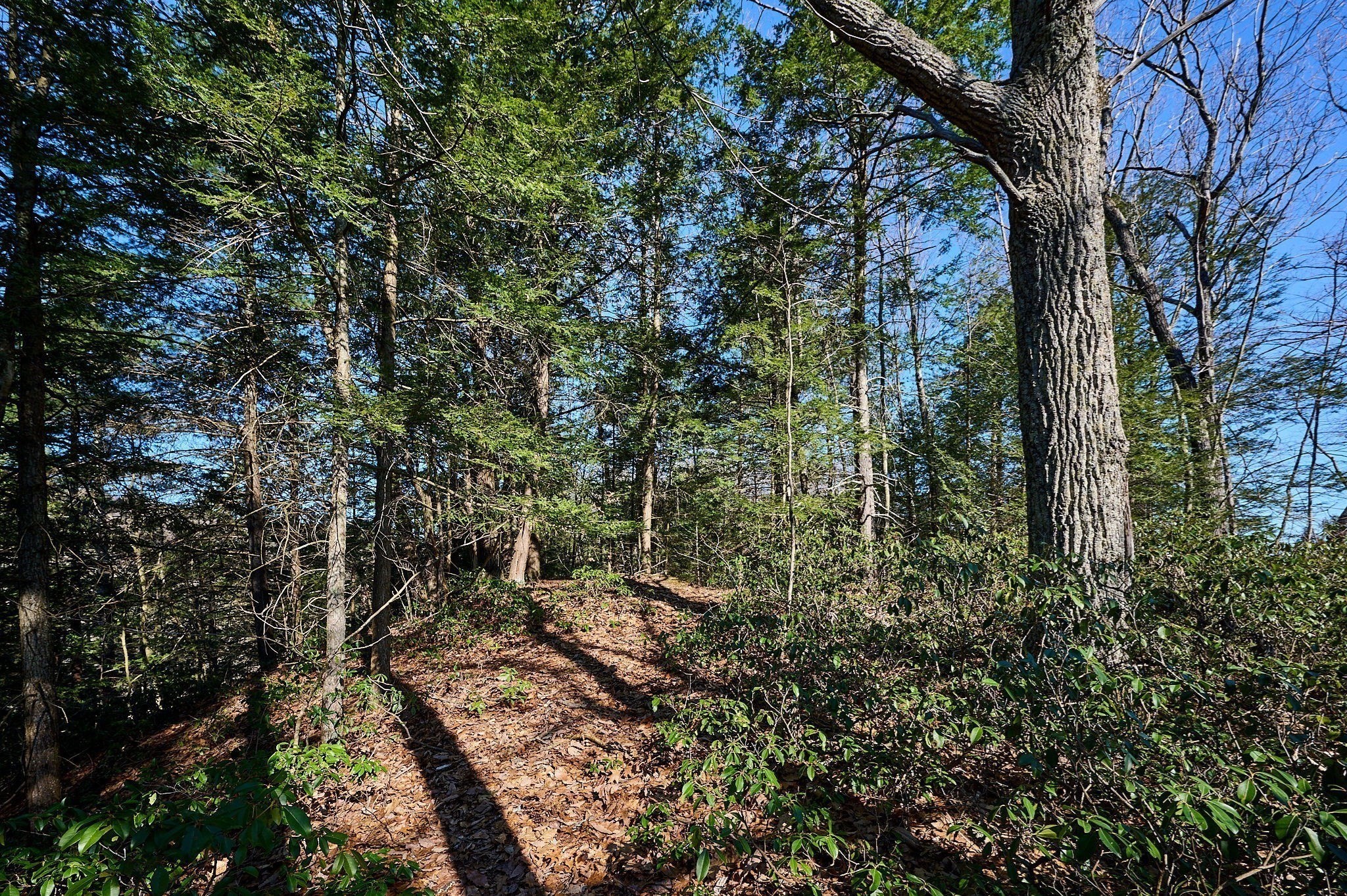 0 Pine Hill Road Russell, MA 01071 - Photo 7 of 15 Gallery Image 7