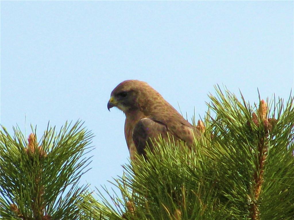 1625 Gap Road Fairplay, CO 80440 - Photo 12 of 26