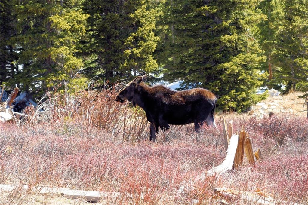 1625 Gap Road Fairplay, CO 80440 - Photo 15 of 26