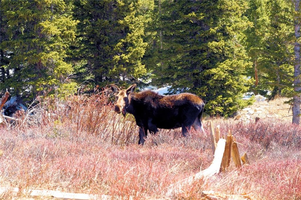 1625 Gap Road Fairplay, CO 80440 - Photo 5 of 26
