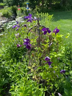 a view of a flower