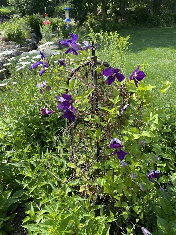 100 Main Street Ashburnham, MA 01430 - Photo 40 of 42 a view of a flower
