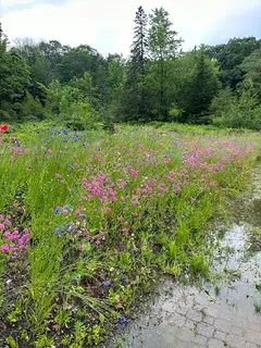 a view of a pathway with a yard