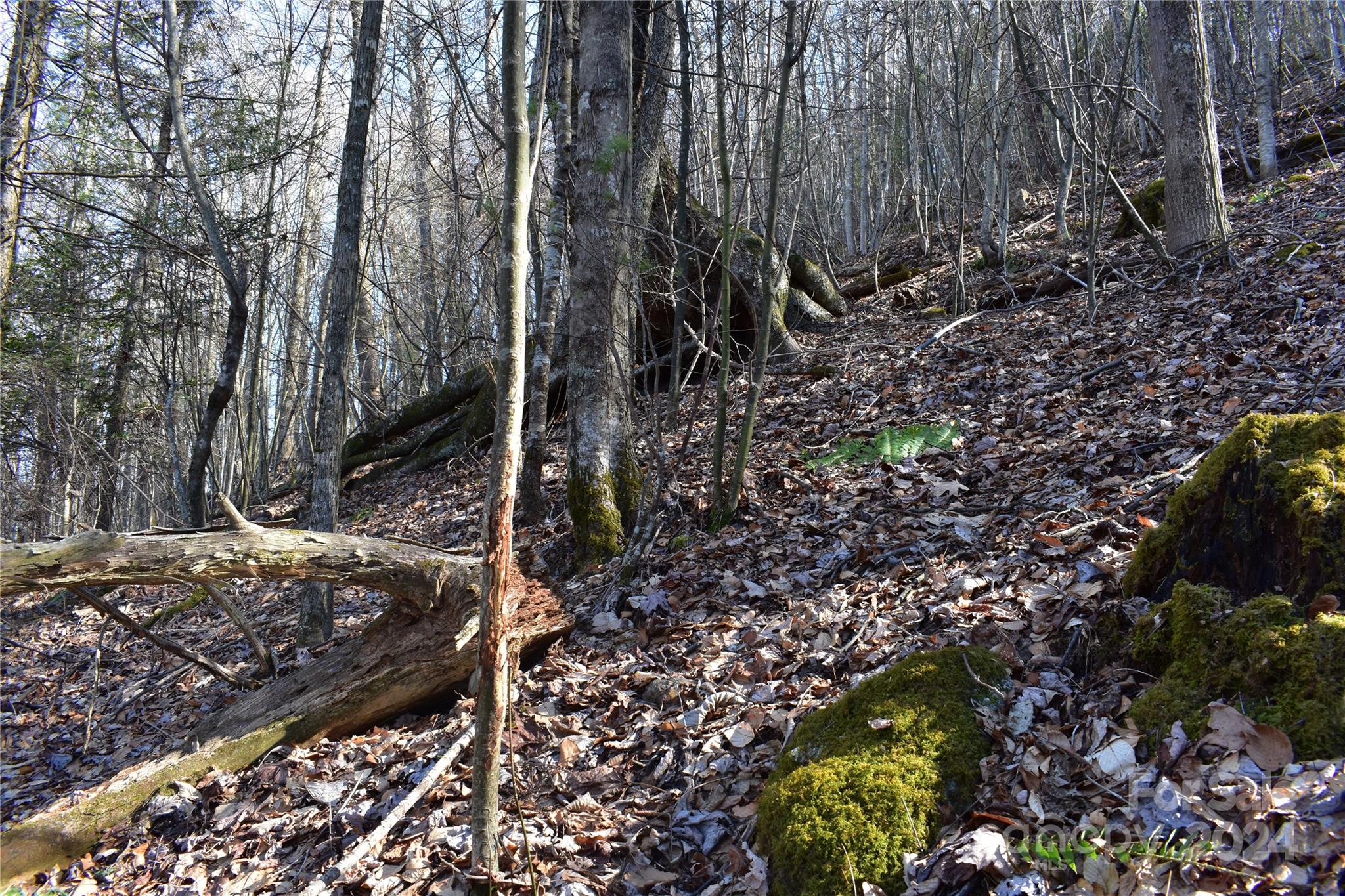 Tbd V L Moretz Road Deep Gap, NC 28618 - Photo 11 of 24