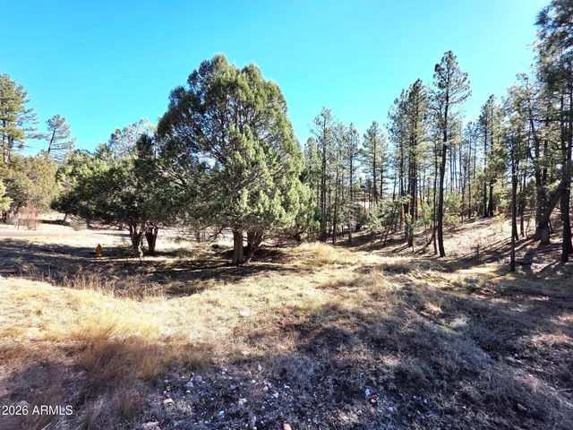a view of a yard with tree s