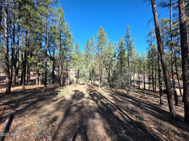 a view of a forest with trees