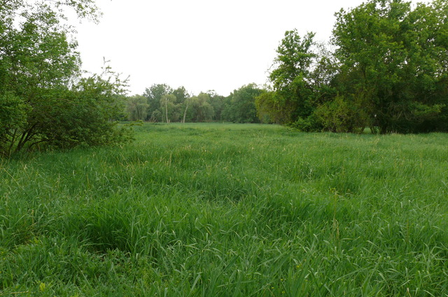 a view of a lush green space with sea