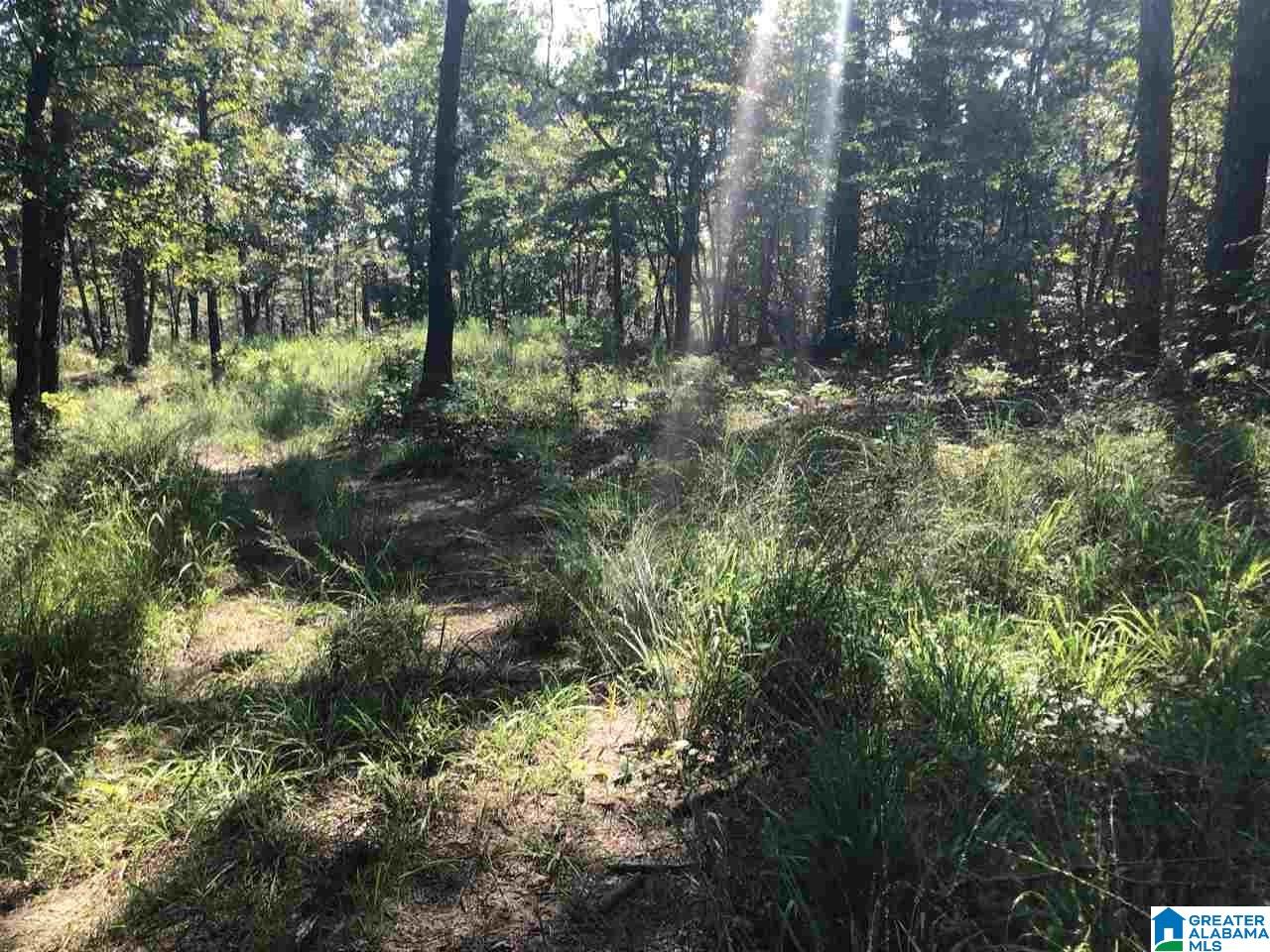 200-acres High Road, Unit 200 ACRES Pell City, AL 35128 - Photo 10 of 17