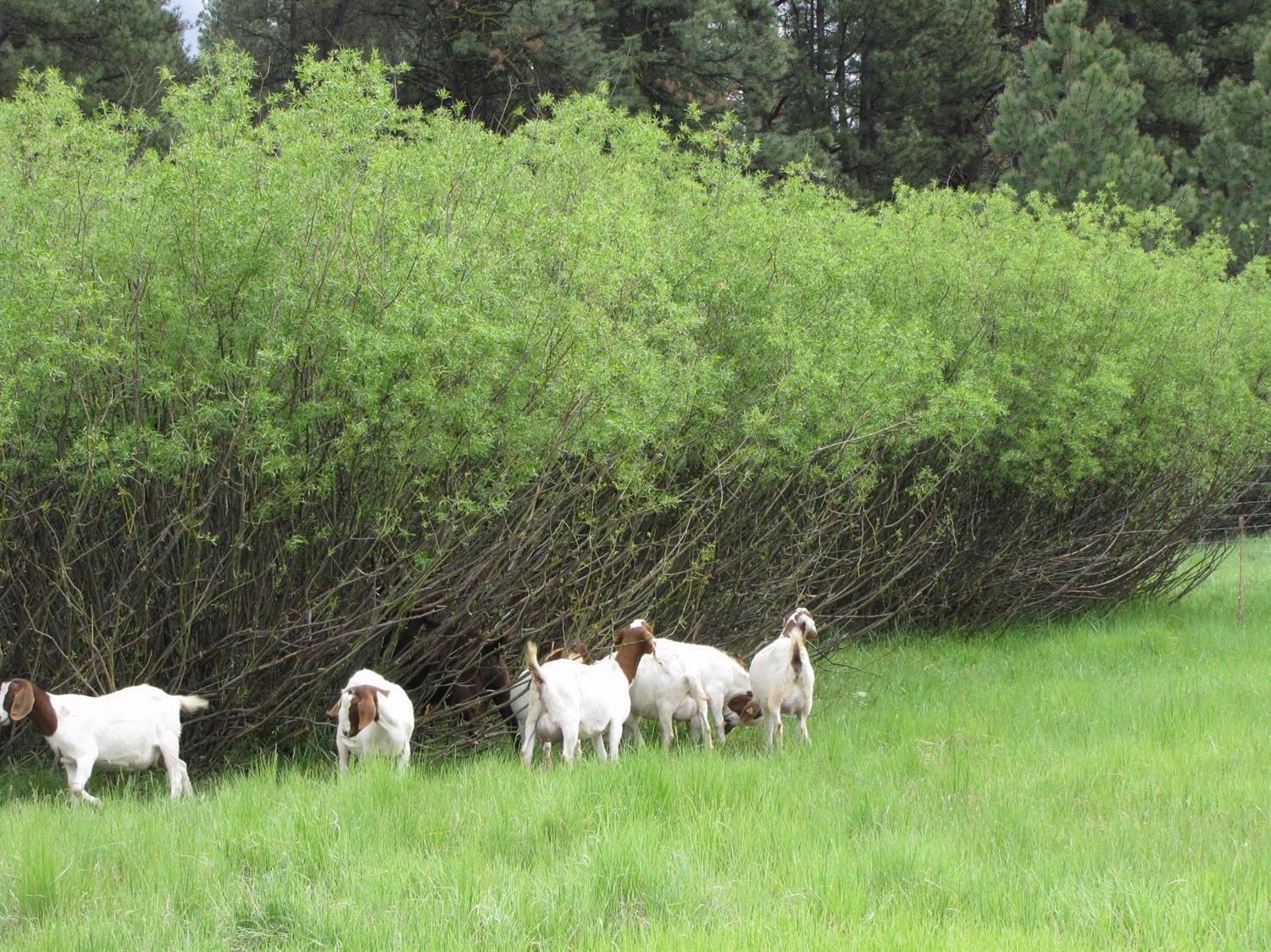 9930 Sprague River Road Chiloquin, OR 97624 - Photo 24 of 30 Additional Photo