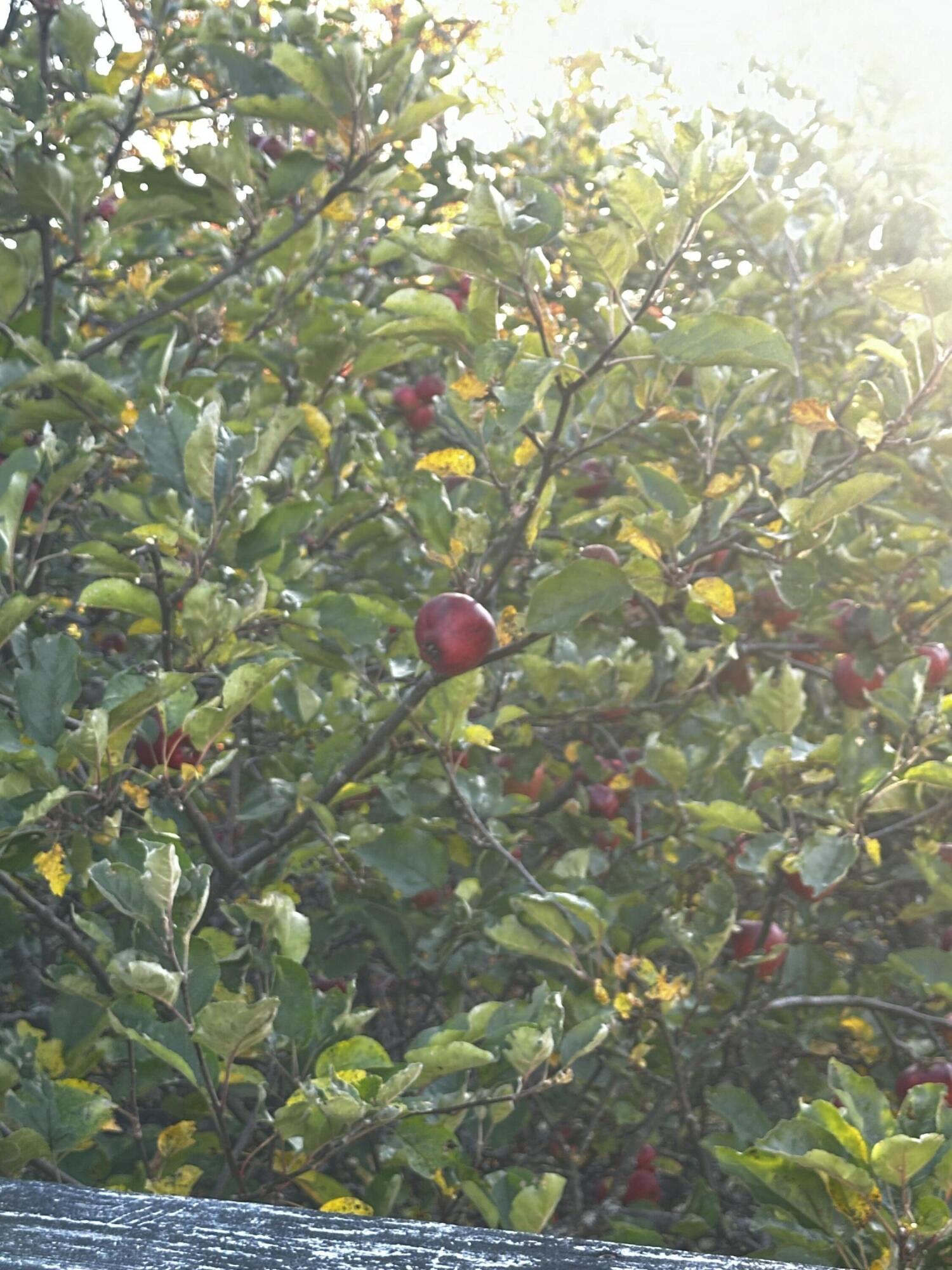 222 Spragueville Road Presque Isle, ME 04769 - Photo 43 of 44 IMG_3963