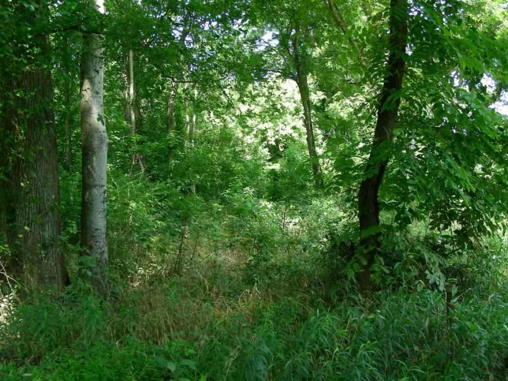 10 Riverside Drive Burlington, NC 27217 - Photo 2 of 4 Photo 2
