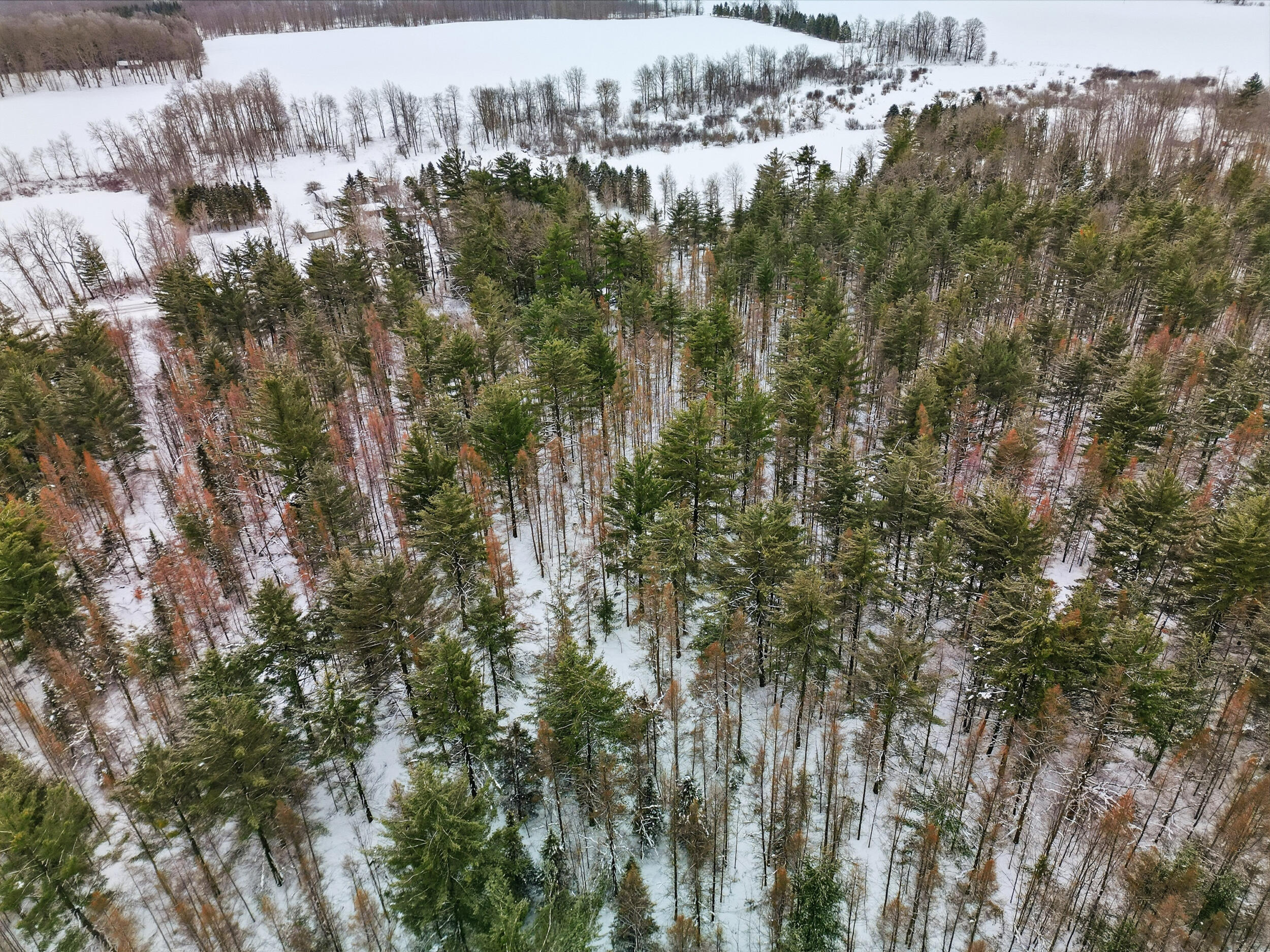 17 17 Mile Road Leroy, MI 49655 - Photo 11 of 15 A-10 (7)