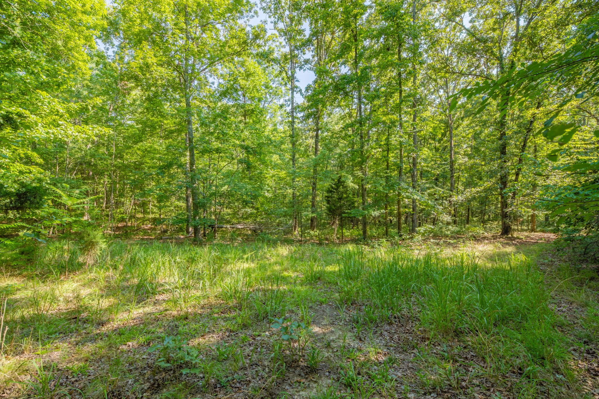 0 Pinewood Road Nunnelly, TN 37137 - Photo 13 of 64 Gallery Image 13