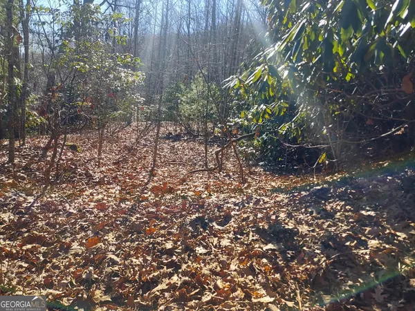 a plant that is in front of a tree