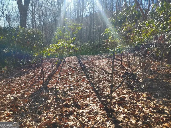 a view of flowers in middle of garden