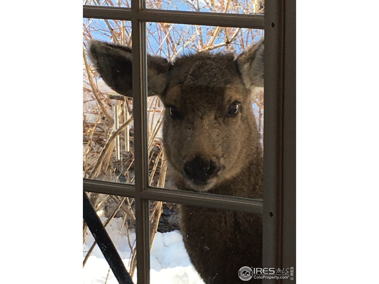 2725 Stove Prairie Road Bellvue, CO 80512 - Photo 13 of 40 The Deer Stop in to Say HI!