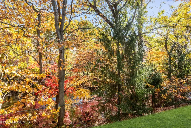 a view of a yard with plants and trees