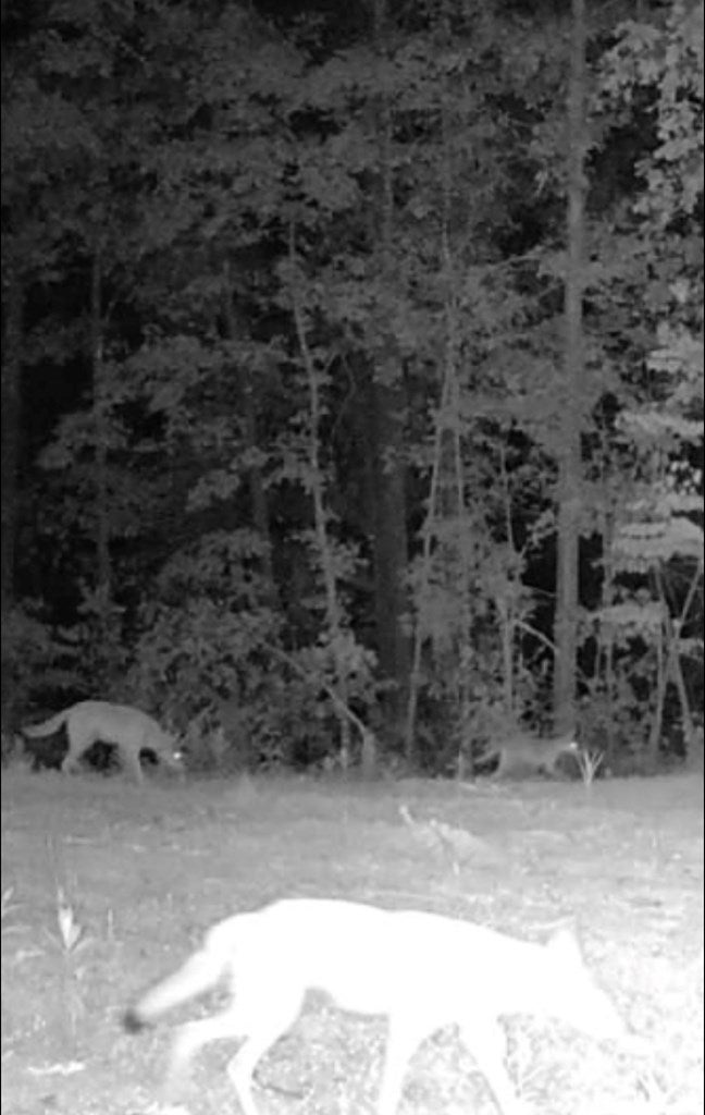 0 Brinkley Store Road Crofton, KY 42217 - Photo 10 of 18 Gallery Image 10