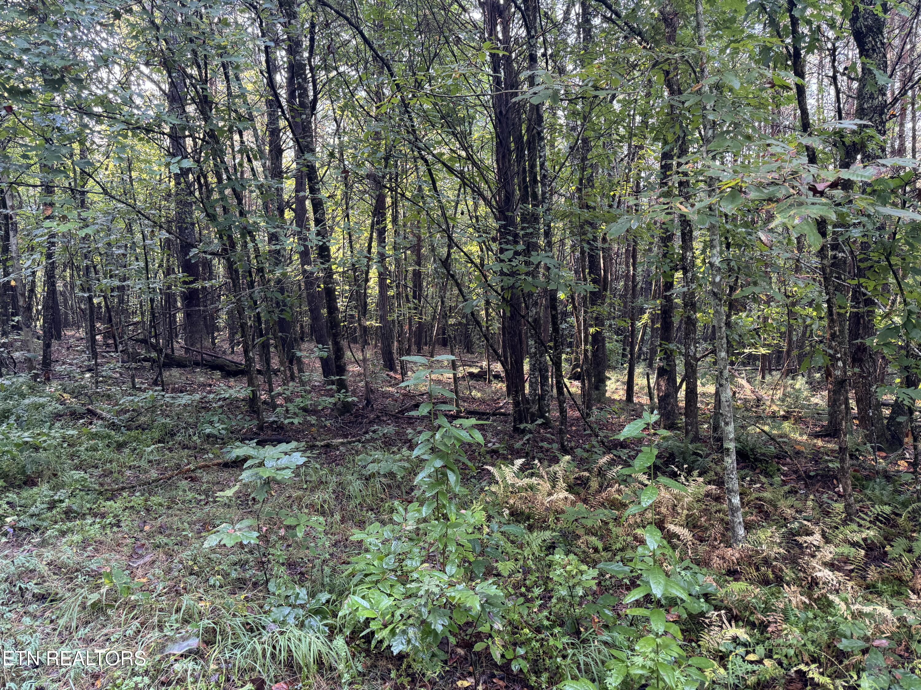 Davis Road Deer Lodge, TN 37726 - Photo 29 of 60 IMG_8565