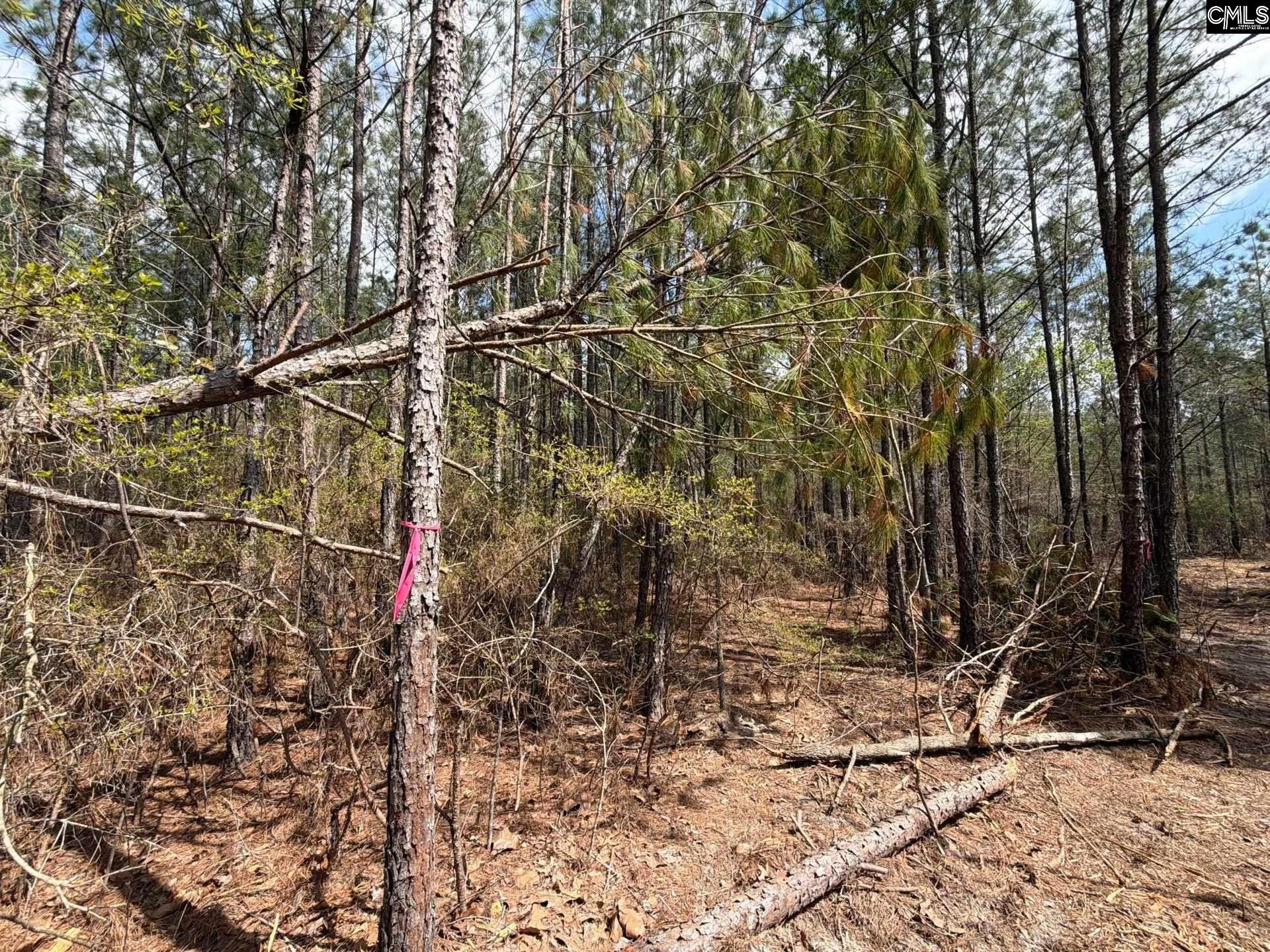 4 Mt Calvary Rd Ridge Spring Ridge Spring, SC 29129 - Photo 19 of 40