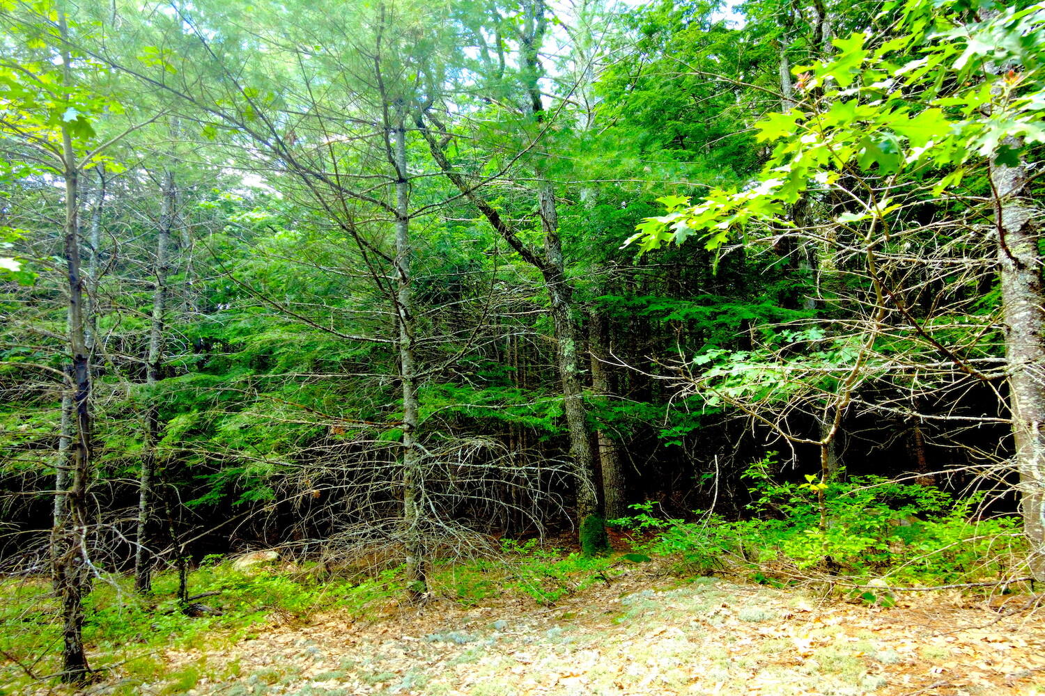 Tbd Roberts Pond Road Lyman, ME 04002 - Photo 21 of 37 Woods