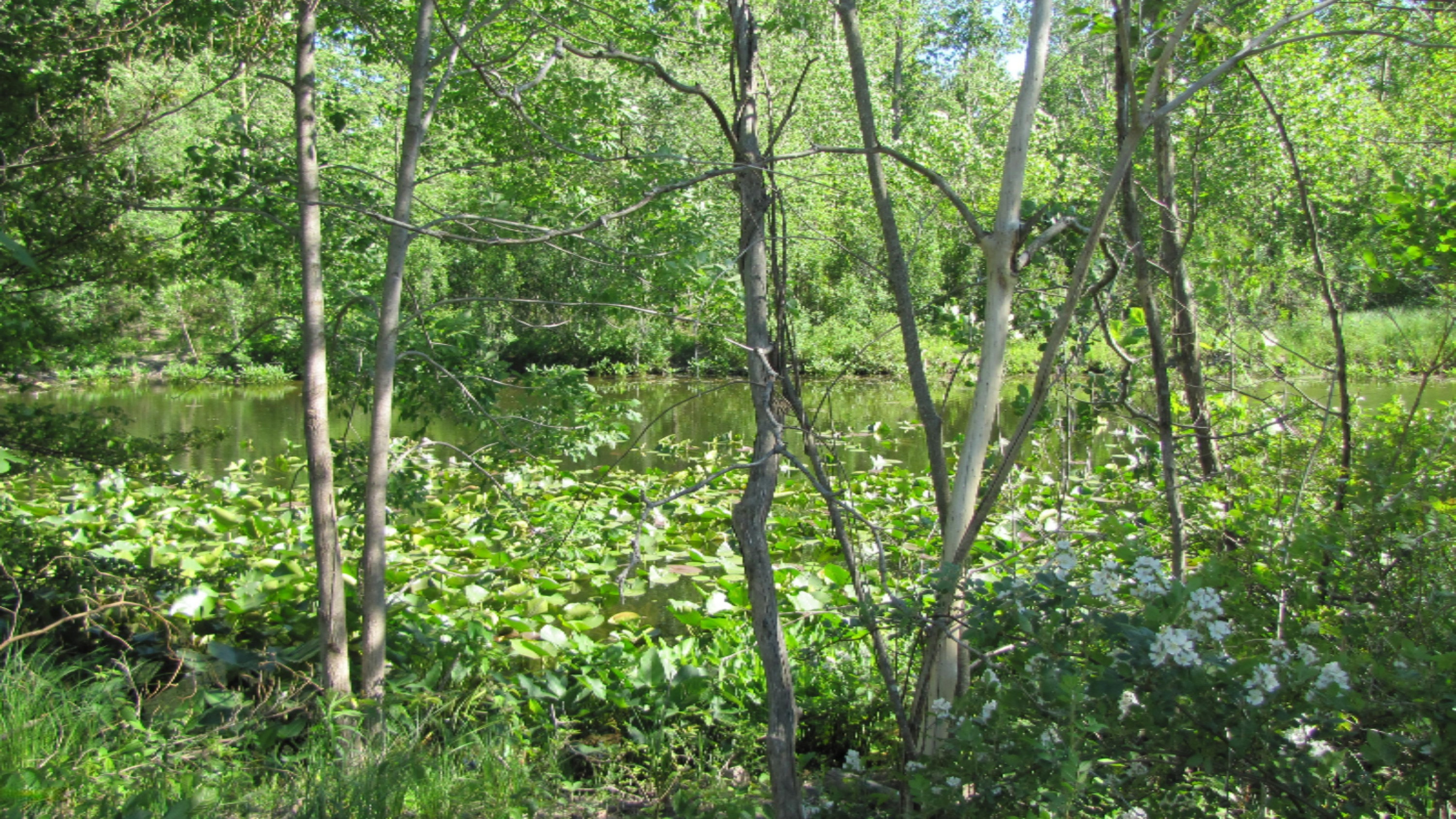 Joseph Road Vandalia, MI 49095 - Photo 2 of 6 beautiful view