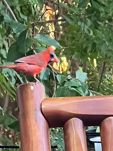 a view of a yard with potted plants