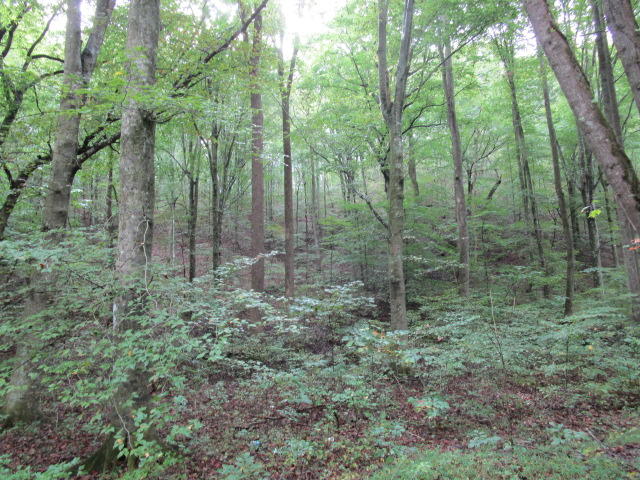 Highland Springs Rutledge, TN 37861 - Photo 1 of 7 IMG_1723