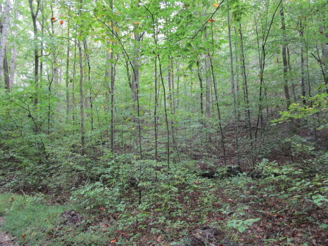 Highland Springs Rutledge, TN 37861 - Photo 2 of 7 IMG_1724