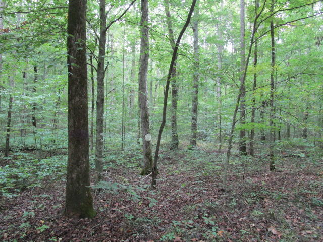 Highland Springs Rutledge, TN 37861 - Photo 5 of 7 IMG_1730