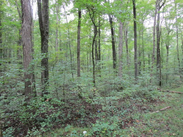 Highland Springs Rutledge, TN 37861 - Photo 6 of 7 IMG_1733