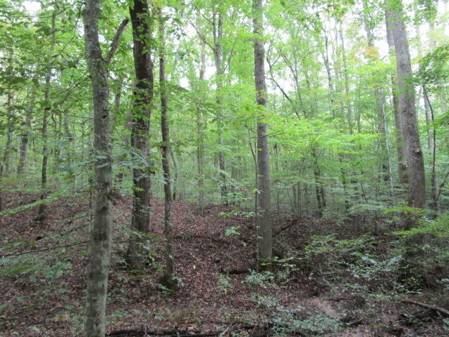 Highland Springs Rutledge, TN 37861 - Photo 7 of 7 IMG_1734