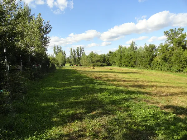 a big yard with lots of green space and plants