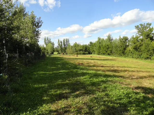 a big yard with lots of green space and plants
