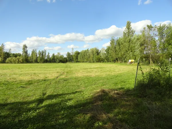 a view of a field with an ocean