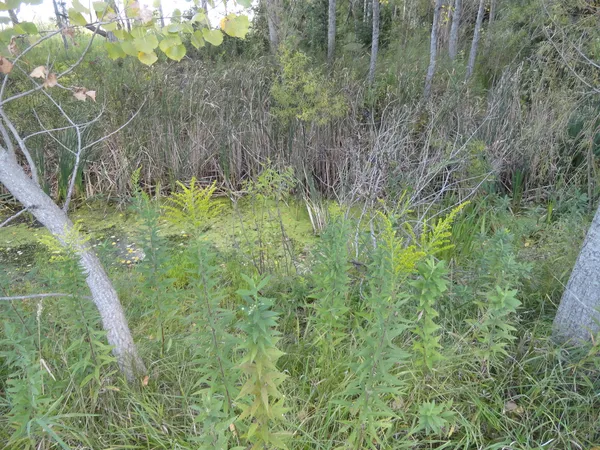 a view of a lush green forest