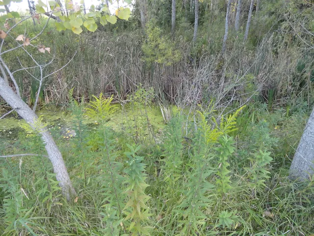 a view of a lush green forest