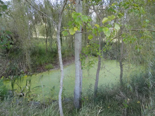 a view of outdoor space with green field and trees all around