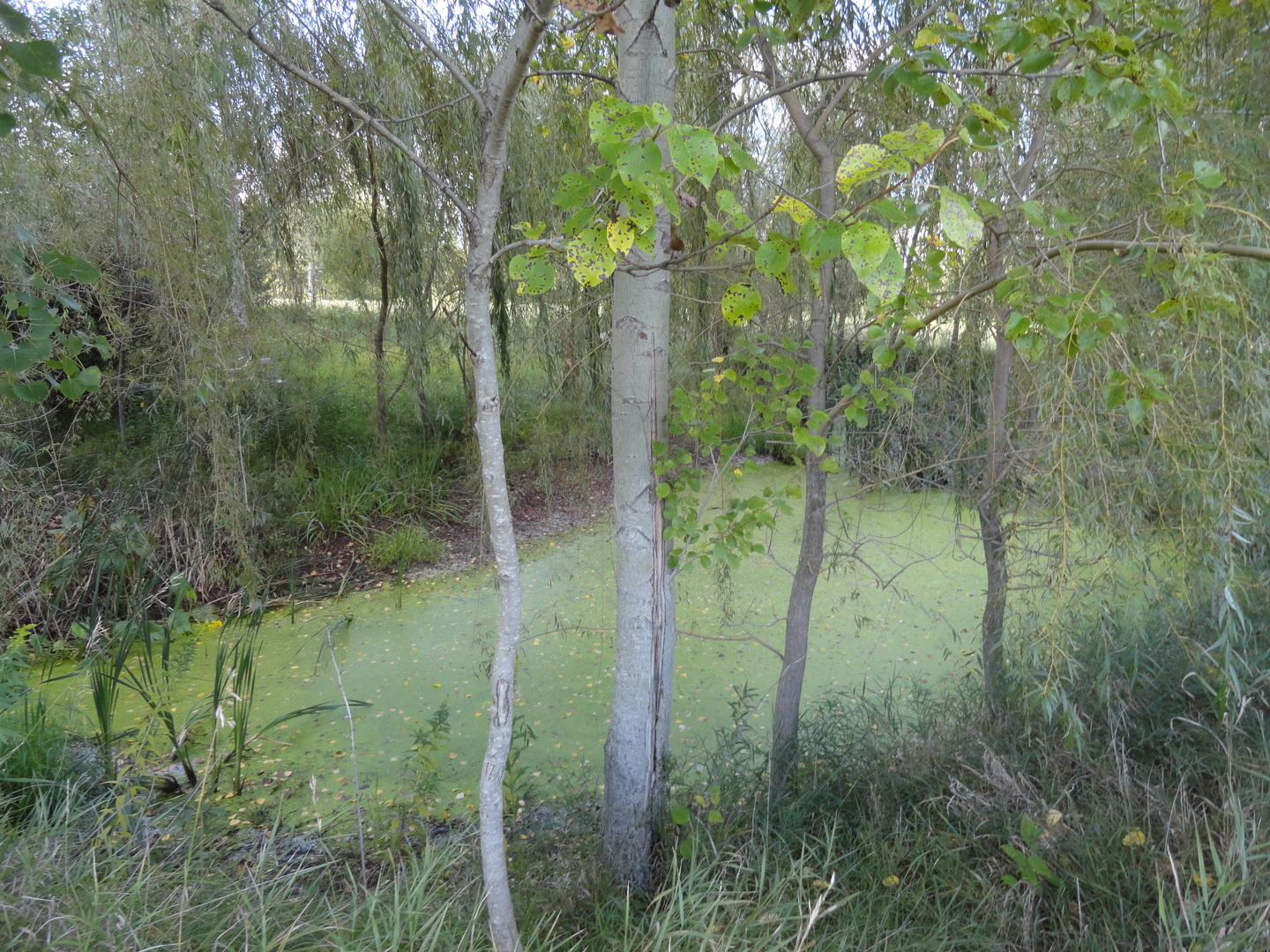 18250 Malvern Road Morrison, IL 61270 - Photo 23 of 38 a view of a lush green forest