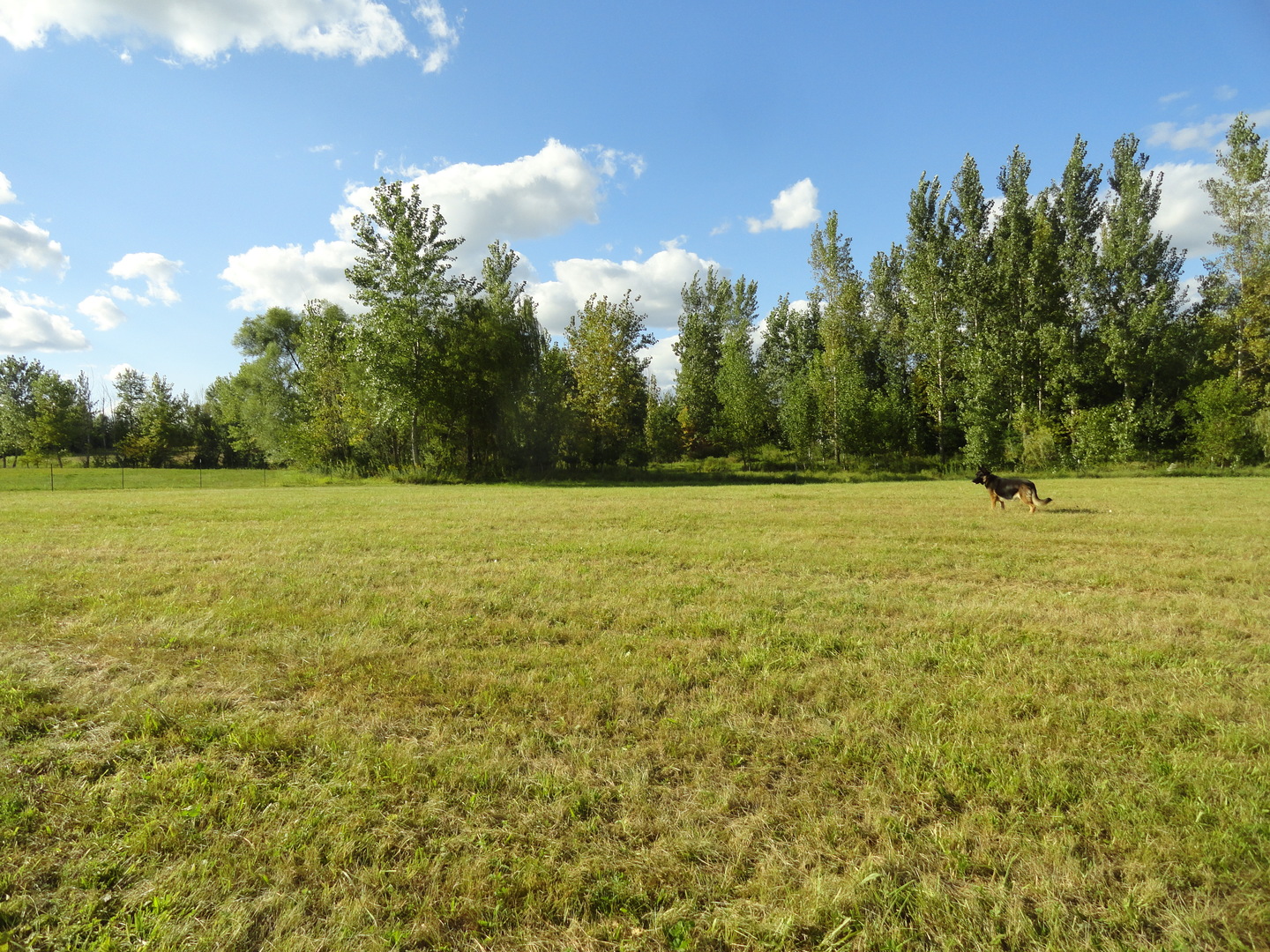 18250 Malvern Road Morrison, IL 61270 - Photo 26 of 38 a view of a green field with trees in the background