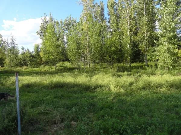a view of a lush green space