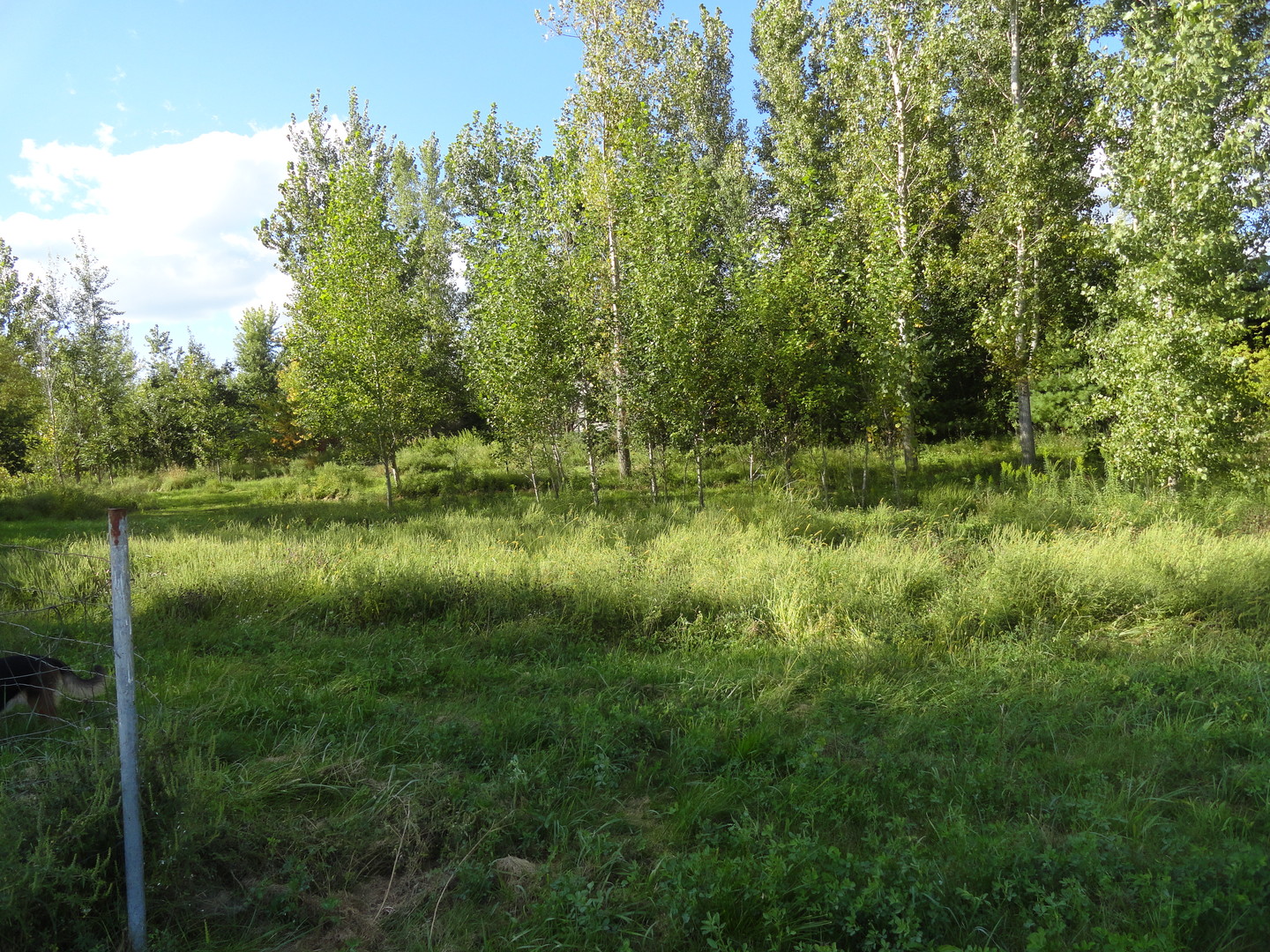 18250 Malvern Road Morrison, IL 61270 - Photo 29 of 38 a view of a lake with a yard