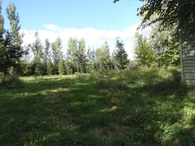 a view of a lush green forest with lots of trees