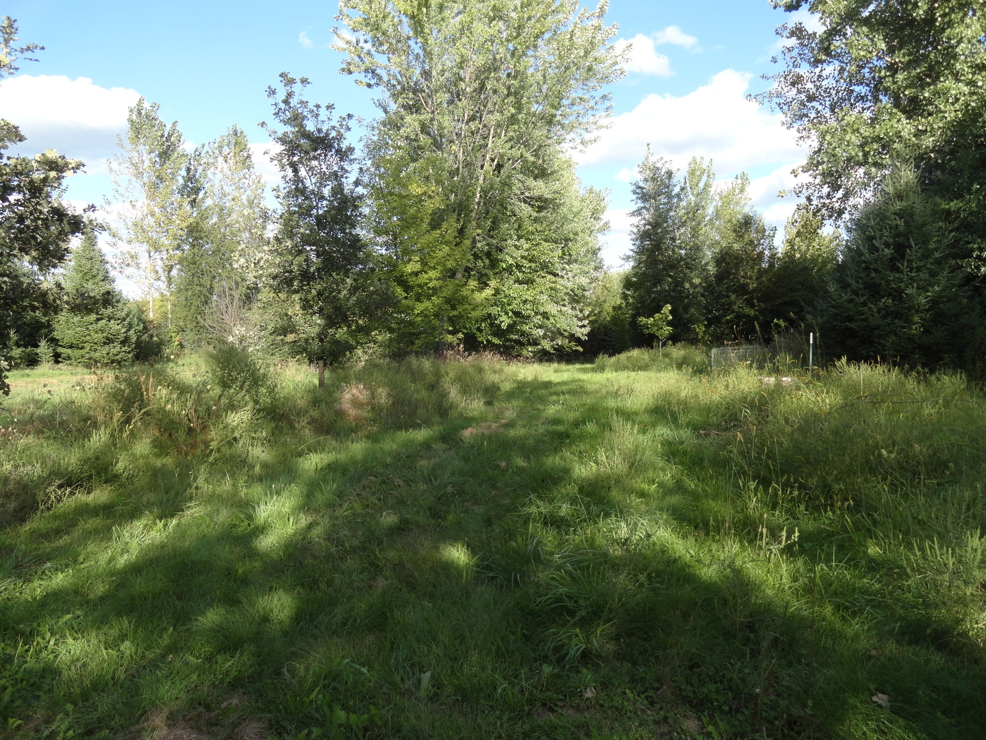 18250 Malvern Road Morrison, IL 61270 - Photo 32 of 38 a view of a lush green forest with lots of trees
