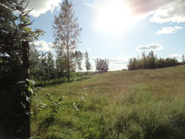a view of a lush green forest