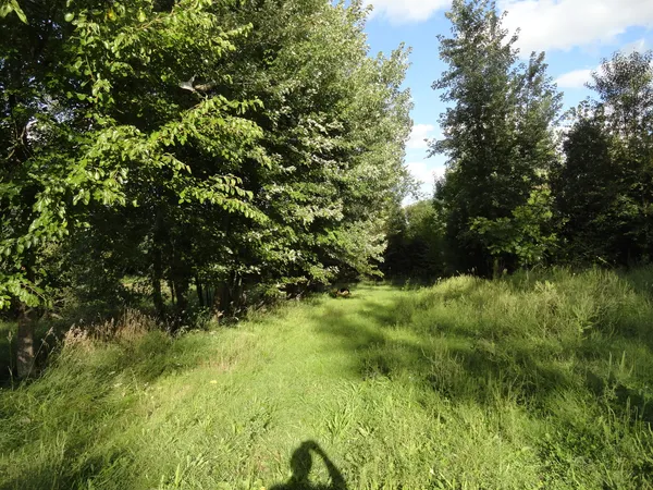 a view of a lush green space